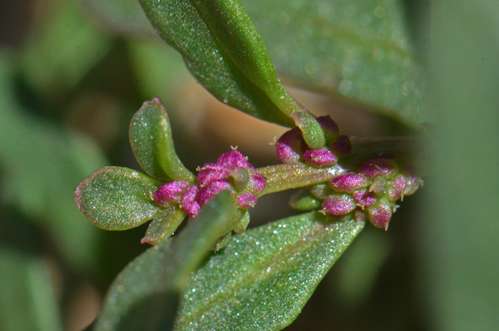 Nuttall's Povertyweed has tiny inconspicuous 5 to 25 flowers in leaf axils. This plants blooms from January to September across North America. Monolepis nuttalliana 